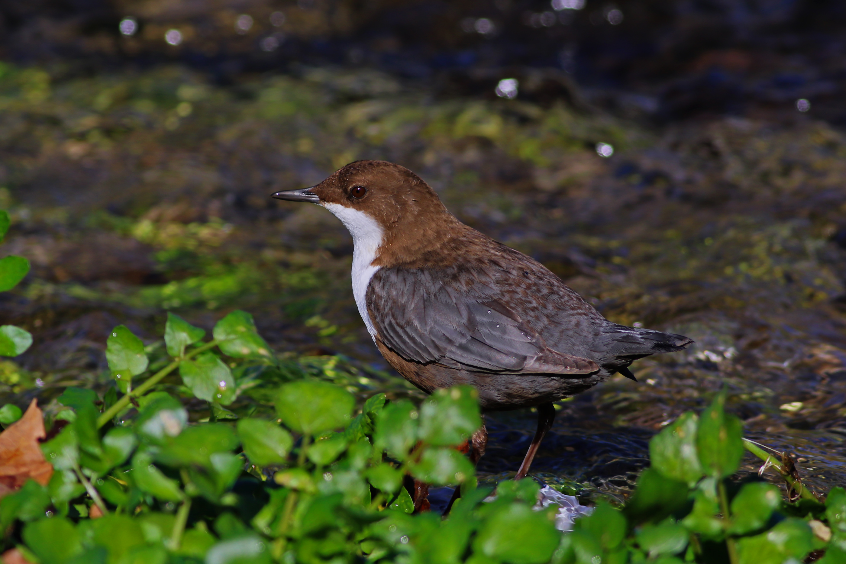 White-throated Dipper